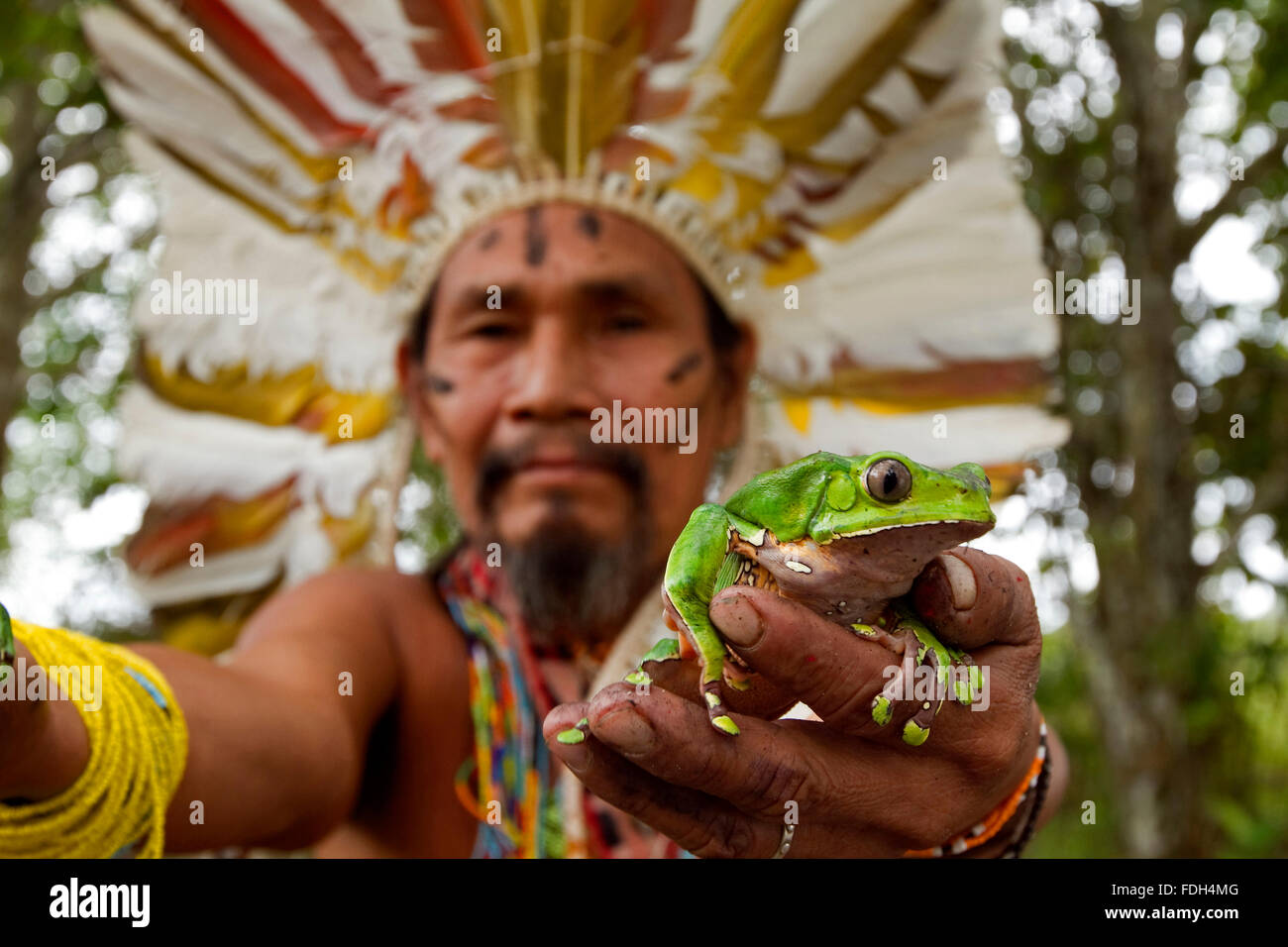 Shaman with frogs to elaborate Kambo medicine. Amazon. Alto jurua. Croa, Brazil Stock Photo