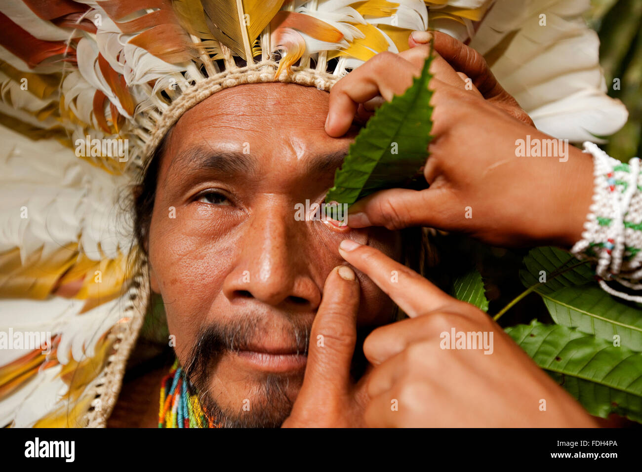 Shaman applying natural, sanango, eye-drops into his eye. Alto Jurua. Croa, Brazil Stock Photo