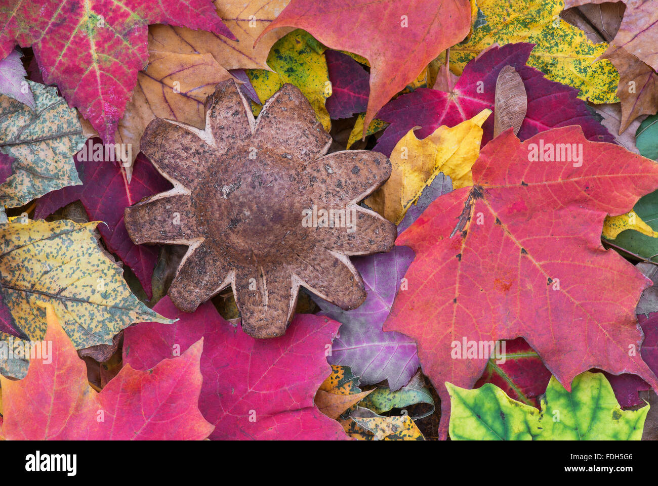 Earthstar fungus (Astraeus hygrometricus) and colored leaves on forest floor, Autumn, Eastern USA Stock Photo