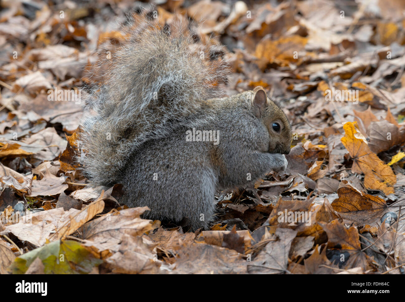 Eastern Gray Squirrel (Sciurus carolinensis) on forest floor, eating nuts, Autumn, E North America, by Skip Moody/Dembinsky Photo Assoc Stock Photo