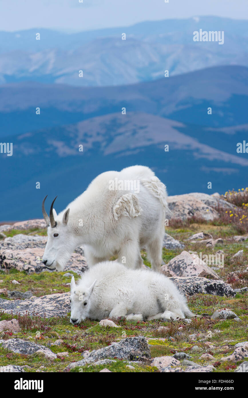 Mountain Goat (Oreamnos americanus) Nanny and kid, Mount Evans Wilderness Area, Rocky Mountains, Colorado USA Stock Photo