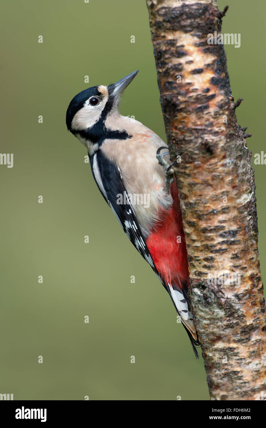 Greater Spotted Woodpecker (Dendrocopos Major) Stock Photo