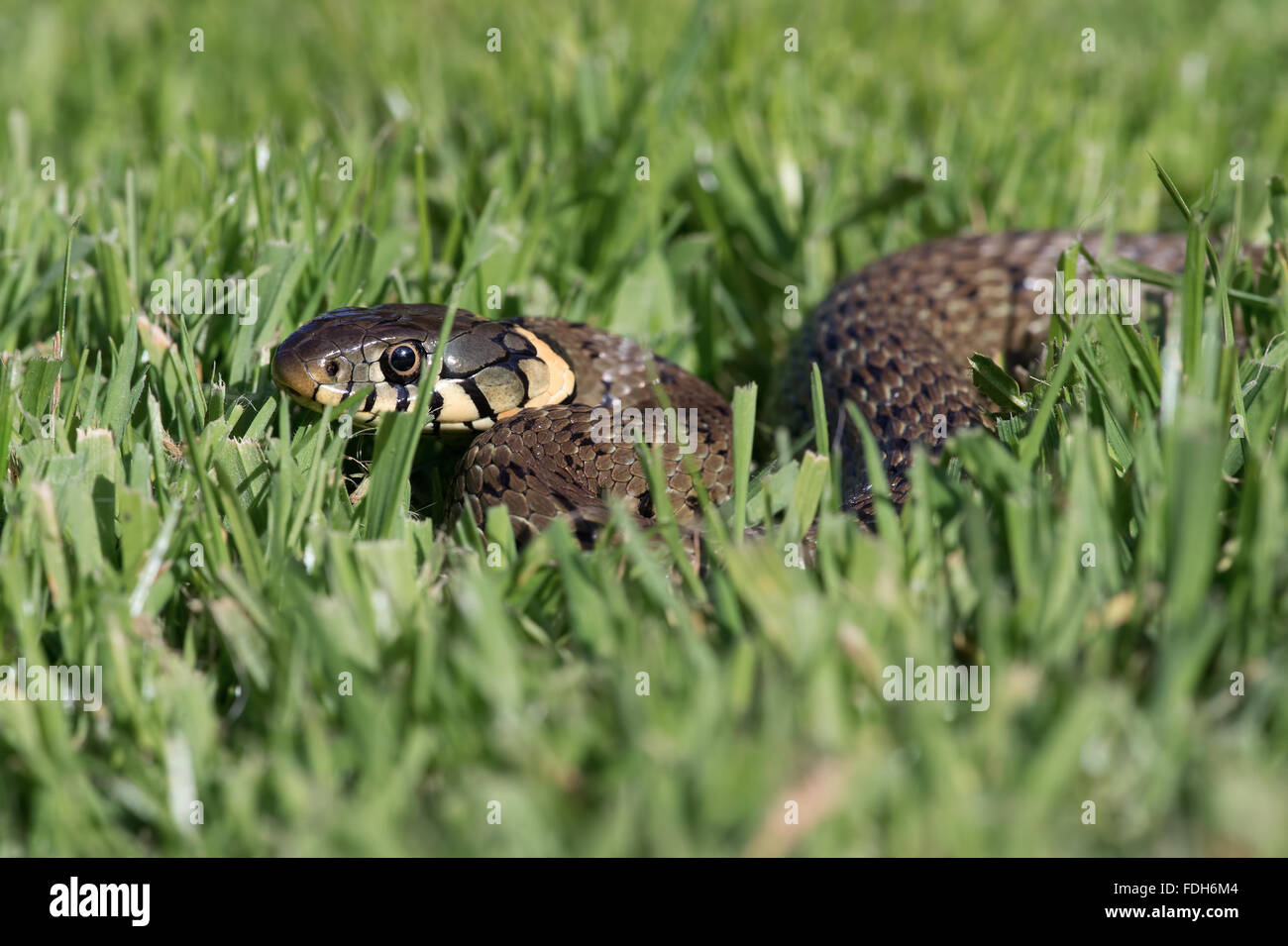 Grass Snake (Natrix Natrix) Stock Photo