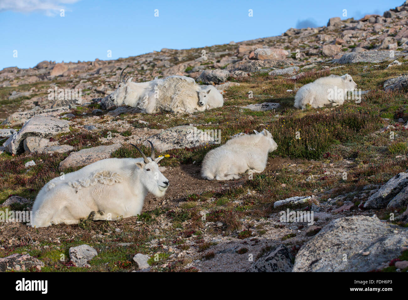 Mountain Goat (Oreamnos americanus) Nanny resting with kids, Rocky Mountains, Colorado USA Stock Photo