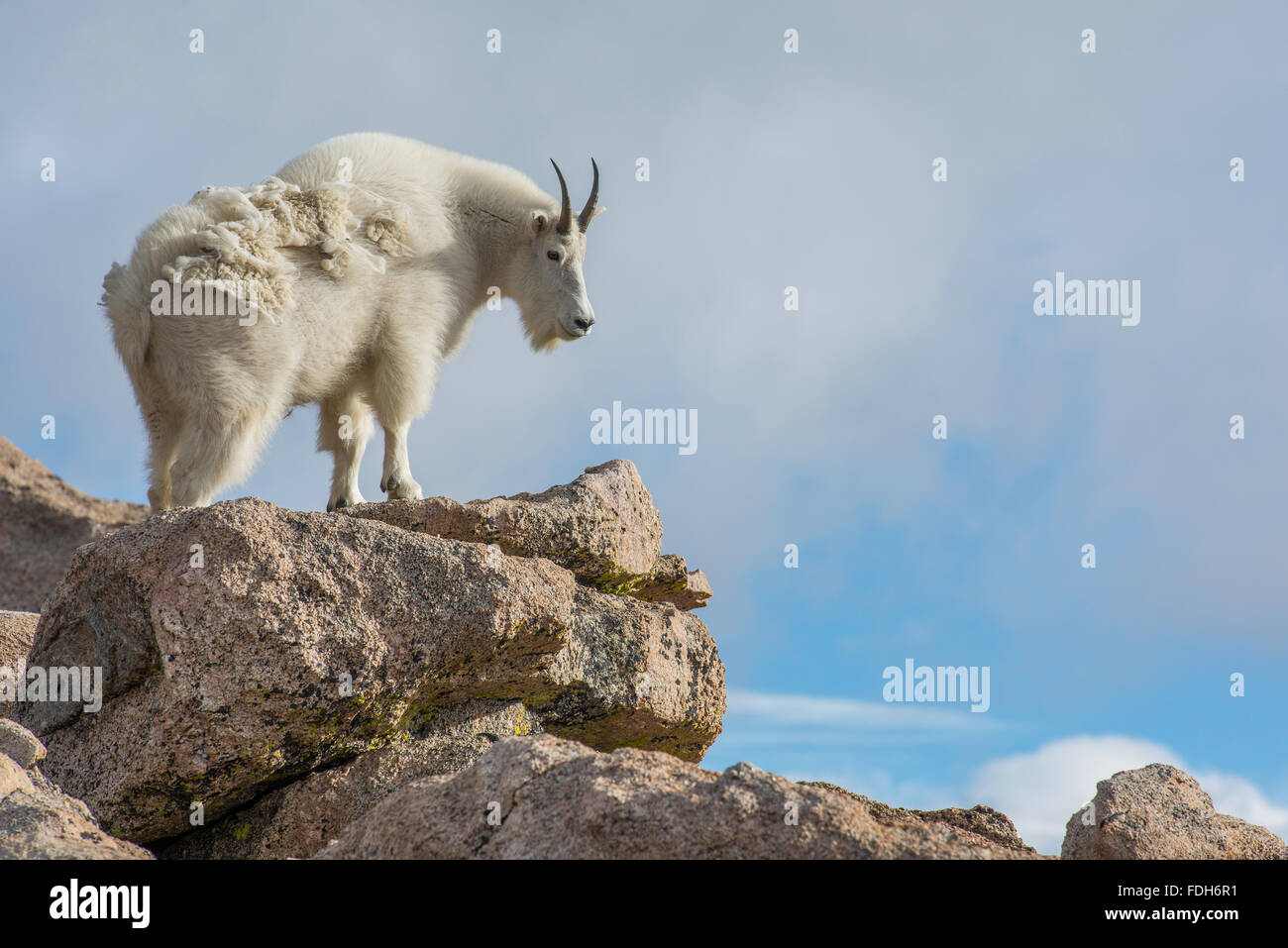 Mountain Goat (Oreamnos americanus) Mount Evans Wilderness Area Rocky Mountains, Colorado USA Stock Photo