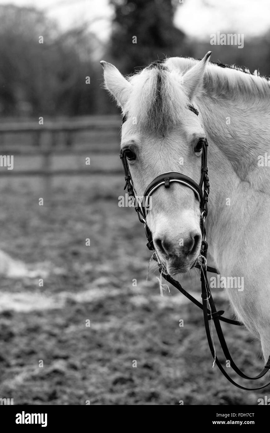 CARDIFF, WALES. January 24 2016. A Fjord mare named Indium stands partially tacked up in a muddy field. copyright - Cat Lothiab Stock Photo