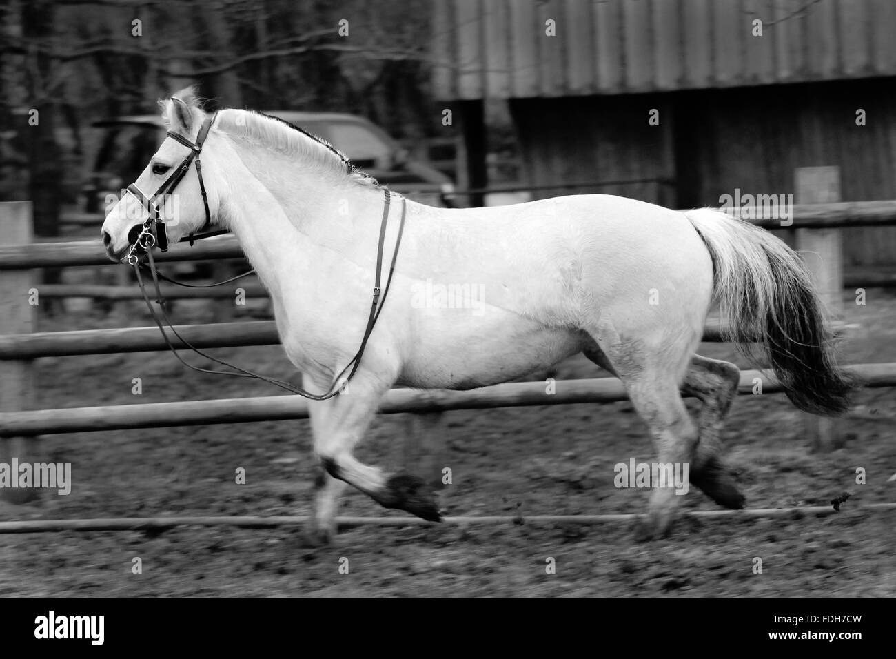 CARDIFF, WALES. January 24 2016. A Fjord mare named Indium stands partially tacked up in a muddy field. copyright - Cat Lothiab Stock Photo