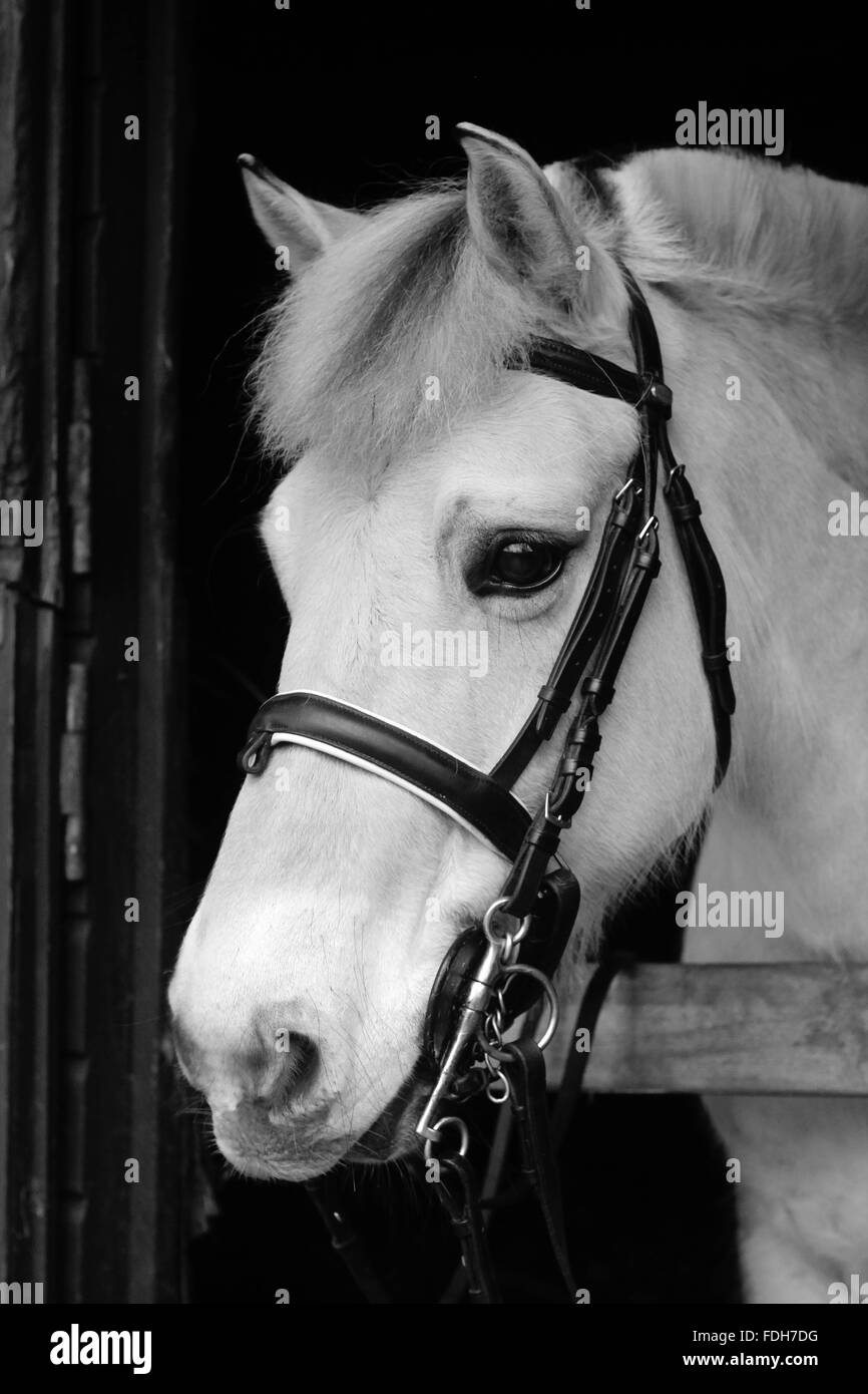 a Fjord horse wearing his bridle looks over a stable door Stock Photo