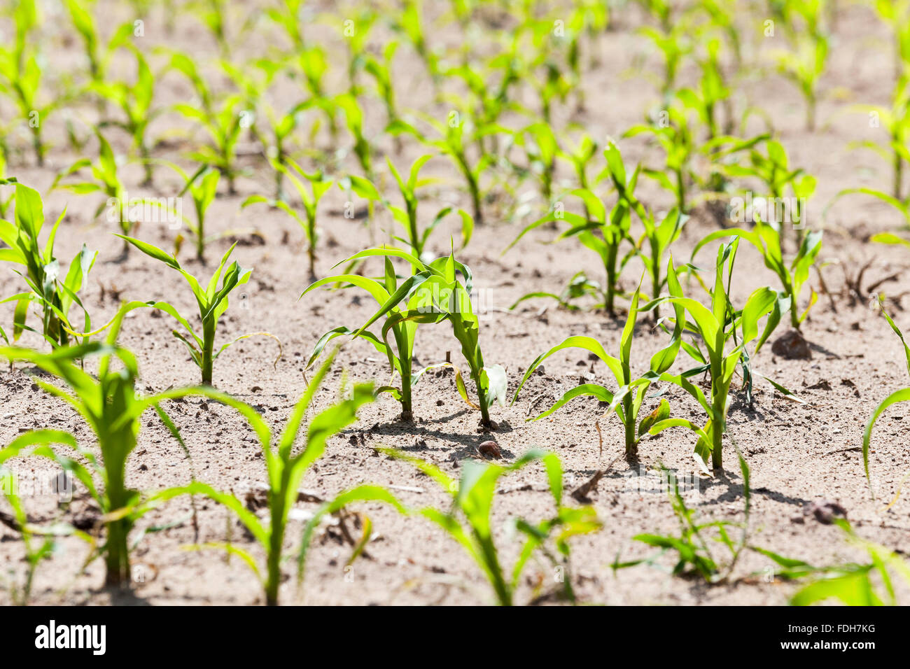 young sprout of corn Stock Photo - Alamy