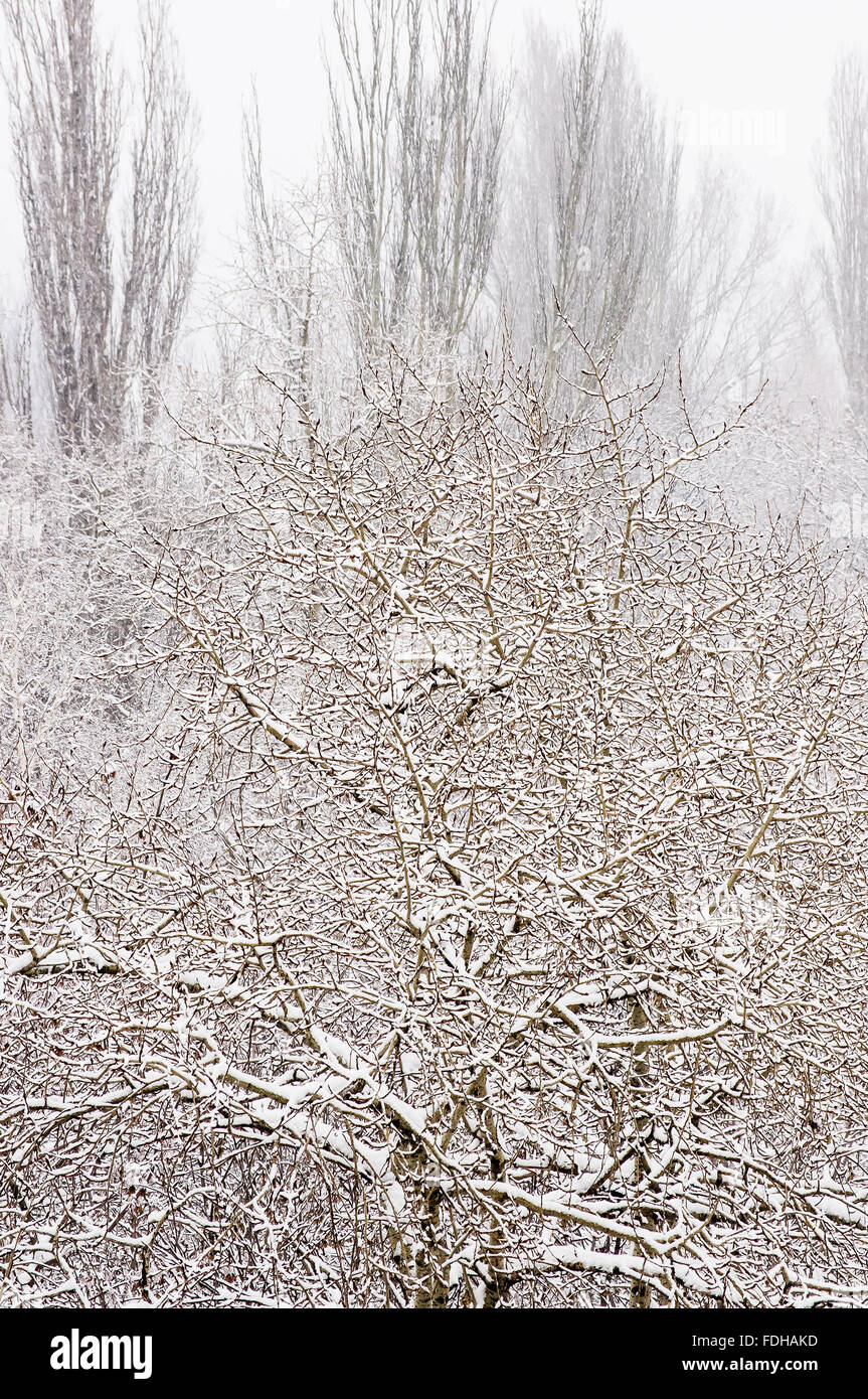 winter landscape trees covered with snow and hoar frost Stock Photo - Alamy