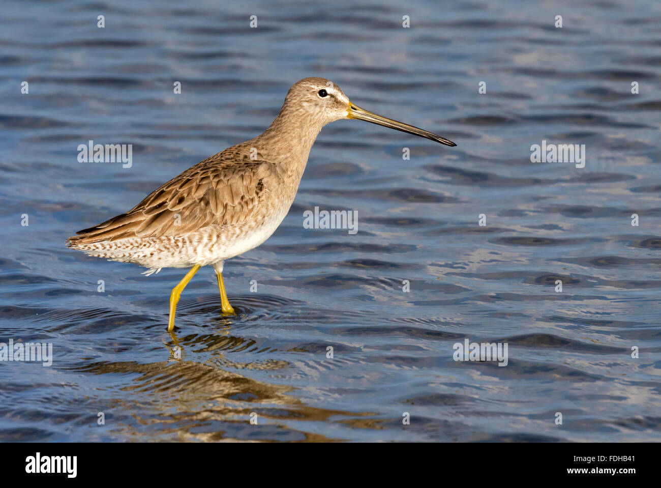 Long-billed dowitcher (Limnodromus scolopaceus) wading in the tidal marsh, Galveston, Texas, USA. Stock Photo