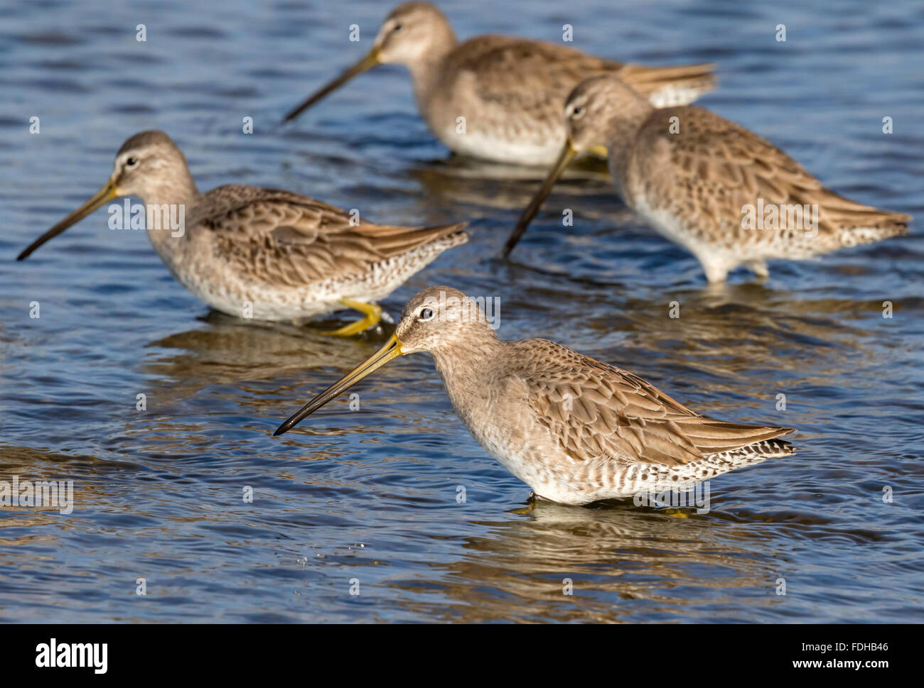 Short-billed dowitchers (Limnodromus griseus) feeding in the tidal marsh, Galveston, Texas, USA. Stock Photo