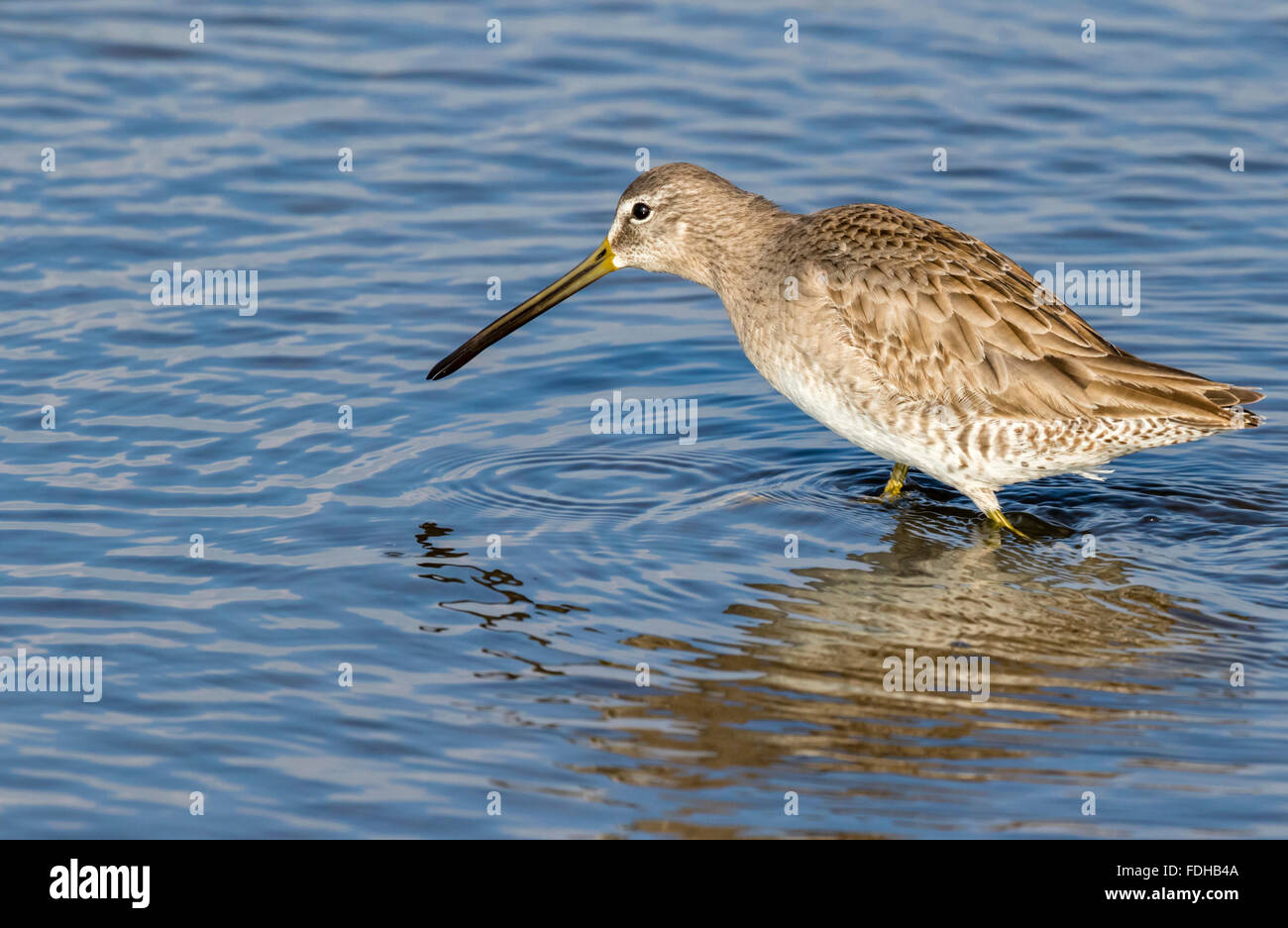 Long-billed dowitcher (Limnodromus scolopaceus) wading in the tidal marsh, Galveston, Texas, USA. Stock Photo
