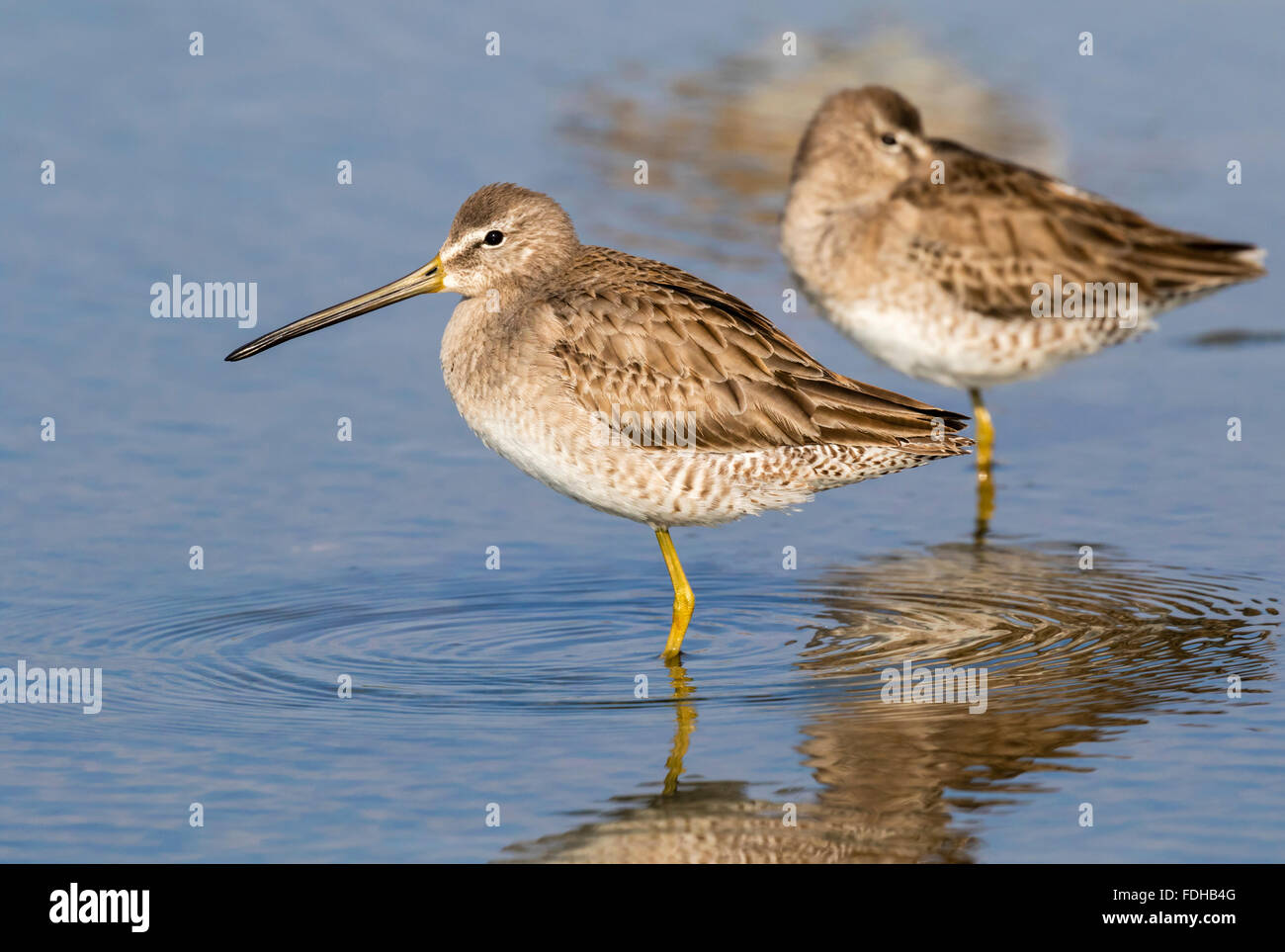 Short-billed dowitchers (Limnodromus griseus) resting in the tidal marsh, Galveston, Texas, USA. Stock Photo