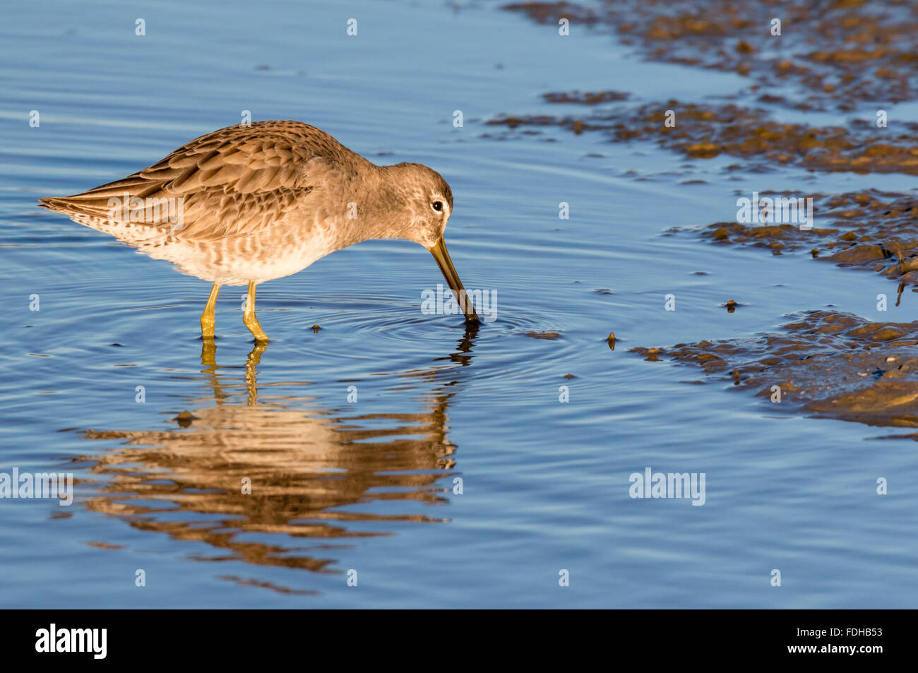Short-billed Dowitcher (Limnodromus griseus) feeding in tidal marsh, Galveston, Texas, USA. Stock Photo