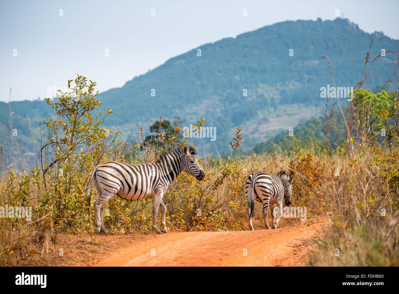 Burchell's Zebras (Equus burchellii) grazing at the Mlilwane Wildlife Sanctuary in Swaziland, Africa. Stock Photo