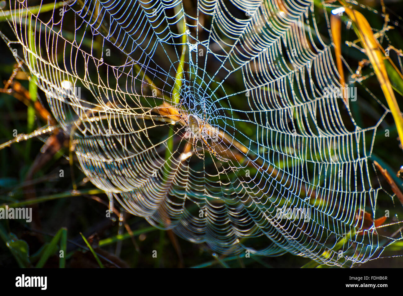 Cades Cove, isolated valley, Tennessee, The Great Smoky Mountains National Park, USA spider web dark, yellow, red fall color Stock Photo