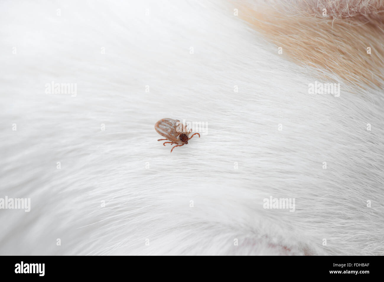 big ticks on a dog Stock Photo