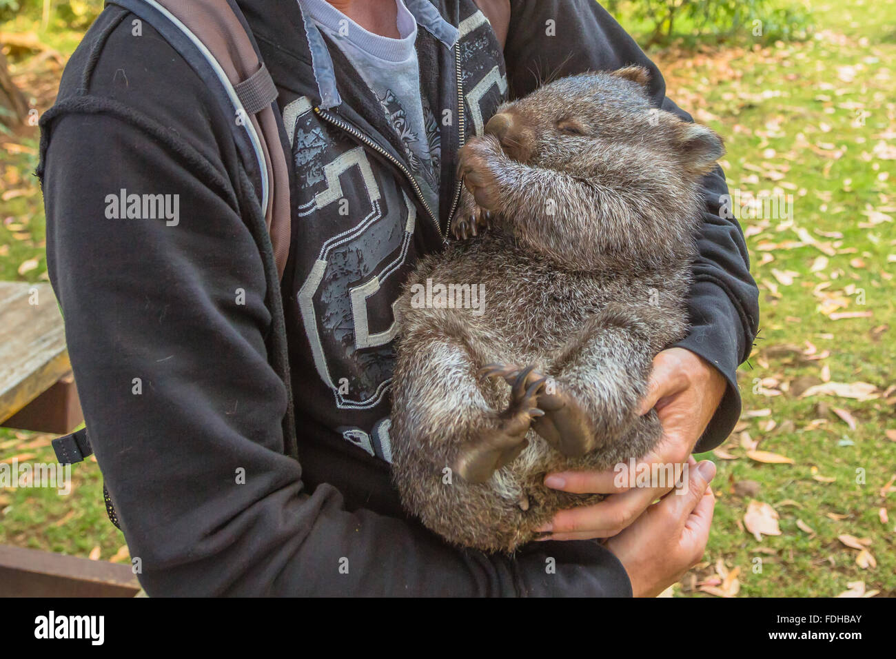Little Wombat sleeping Stock Photo - Alamy