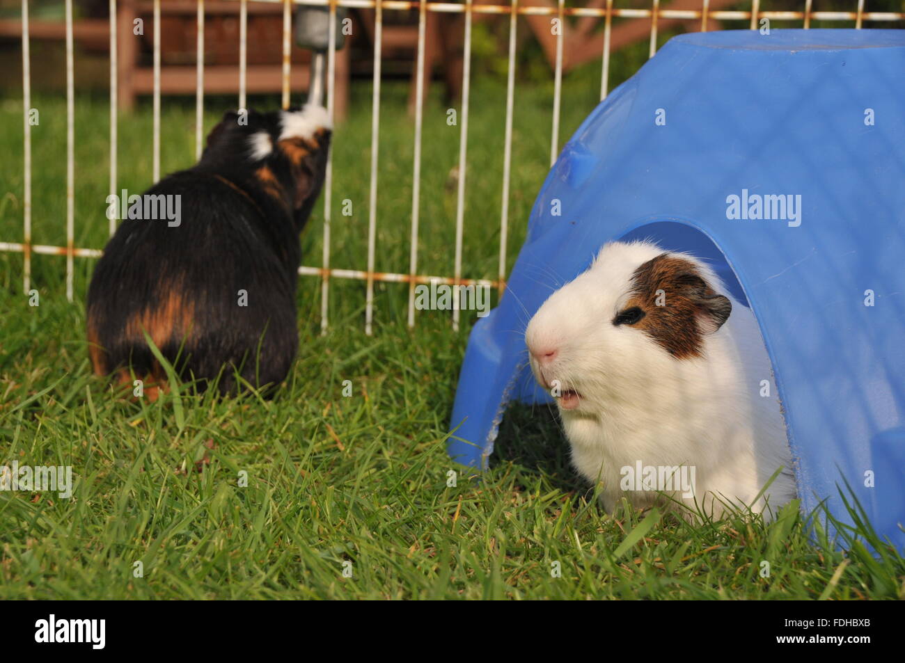 guinea pigs in an outdoor enclosure with one sheltering under a plastic shelter. Stock Photo