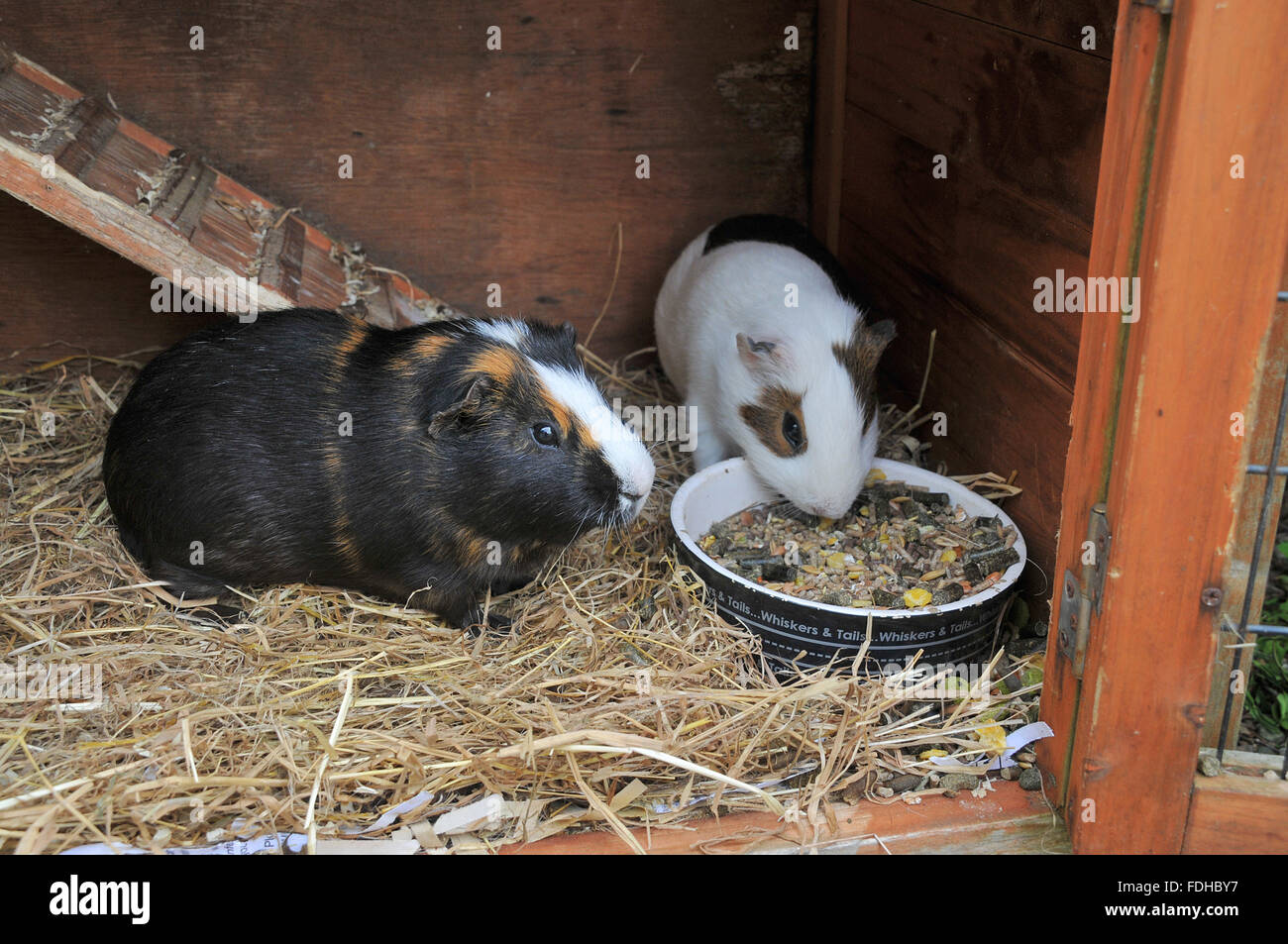 Two guinea pigs feeding from a dish in their hutch Stock Photo Alamy
