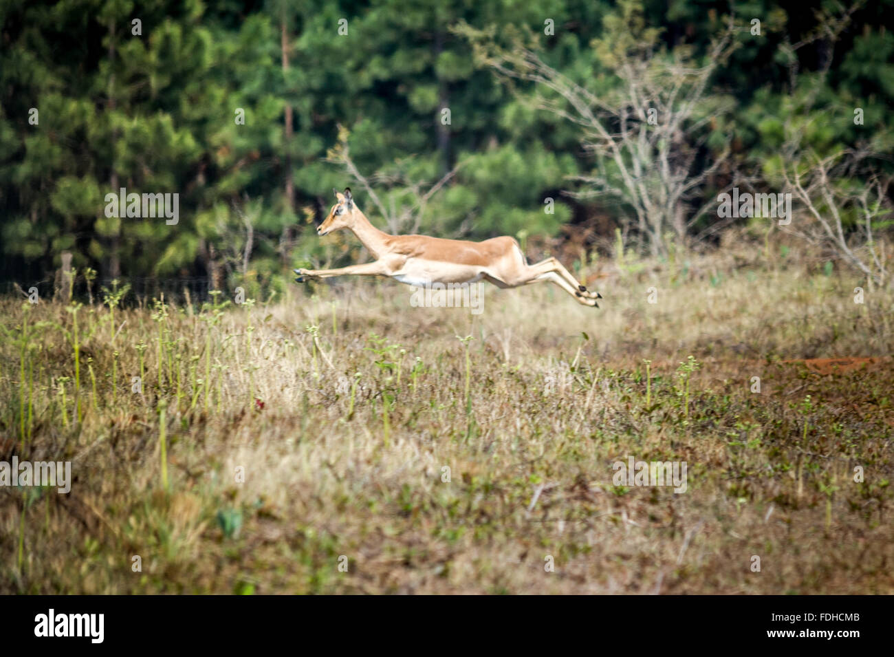 Impala (Aepyceros melampus) leaping through the air at Mlilwane Wildlife Sanctuary in Swaziland, Africa. Stock Photo