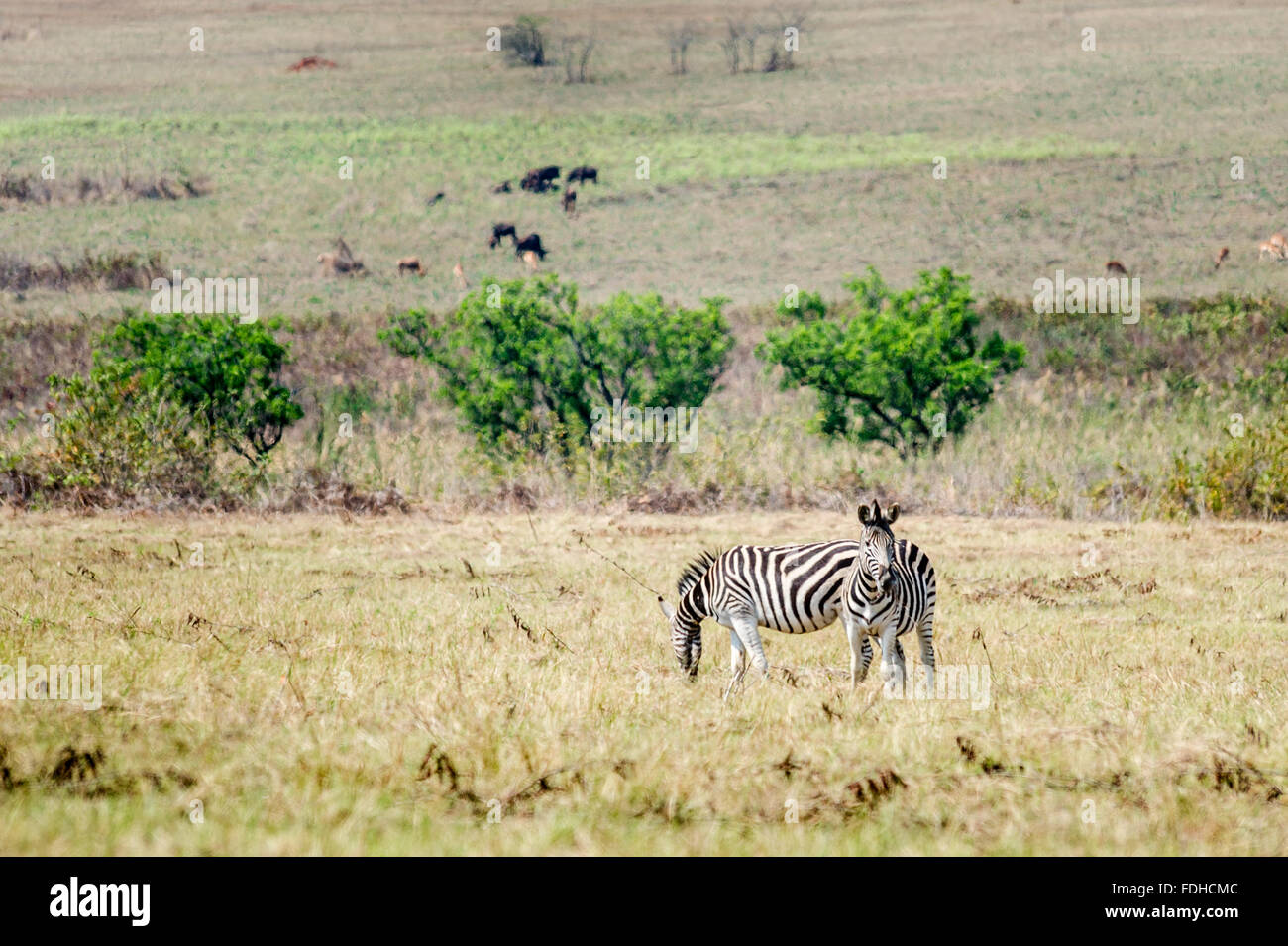 Burchell's Zebras (Equus burchellii) grazing at the Mlilwane Wildlife Sanctuary in Swaziland, Africa. Stock Photo