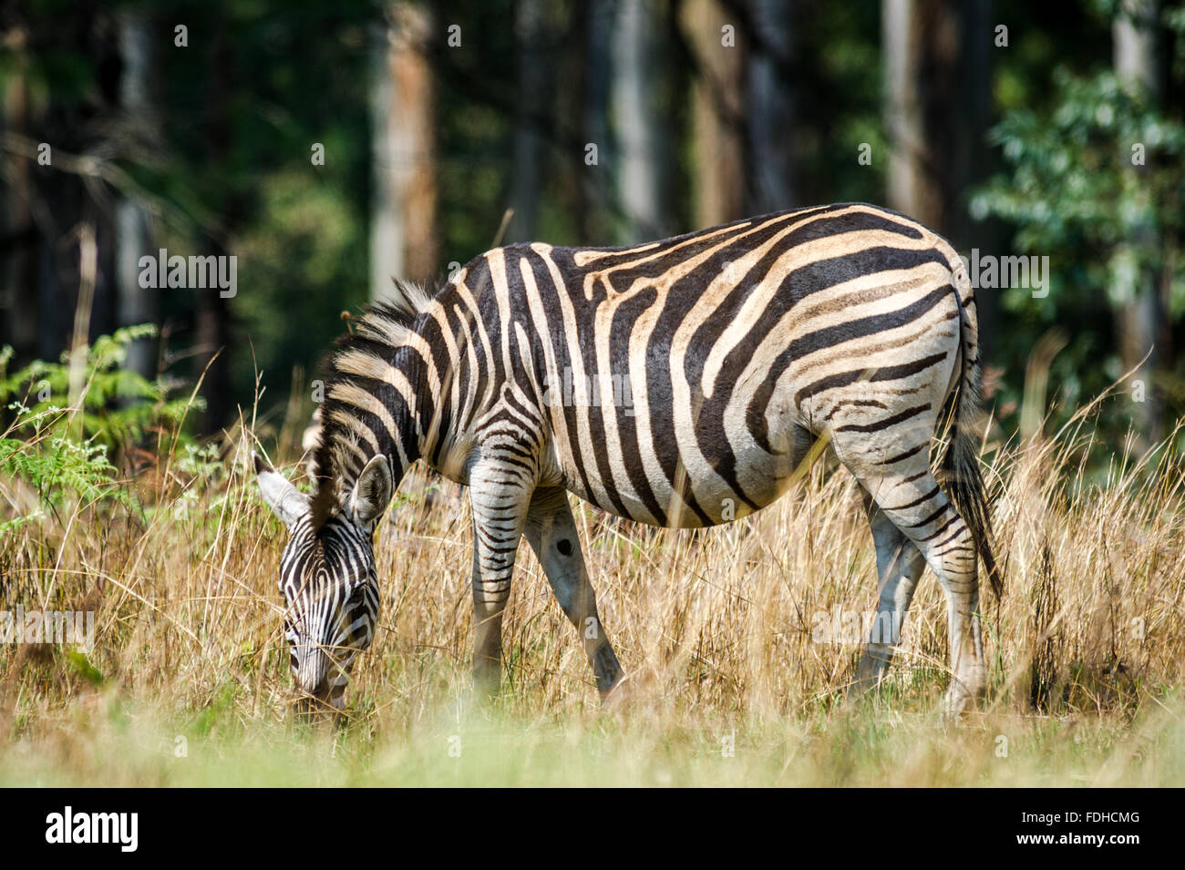 Burchell's Zebra (Equus burchellii) grazing at the Mlilwane Wildlife Sanctuary in Swaziland, Africa. Stock Photo