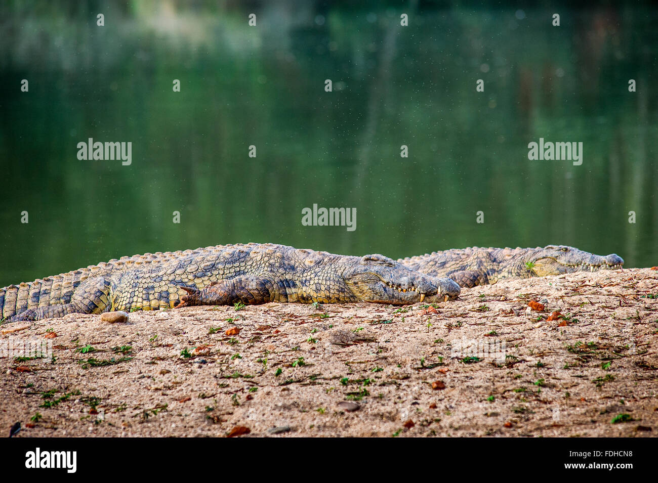 Crocodiles (Crocodylinae) on a rock in Mlilwane Wildlife Sanctuary in Swaziland, Africa. Stock Photo