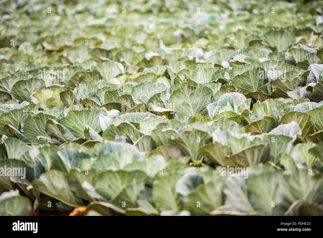 Cabbage patch in the Hhohho region of Swaziland, Africa. Stock Photo