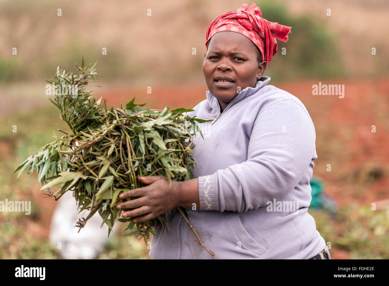 Yam africa hires stock photography and images Alamy