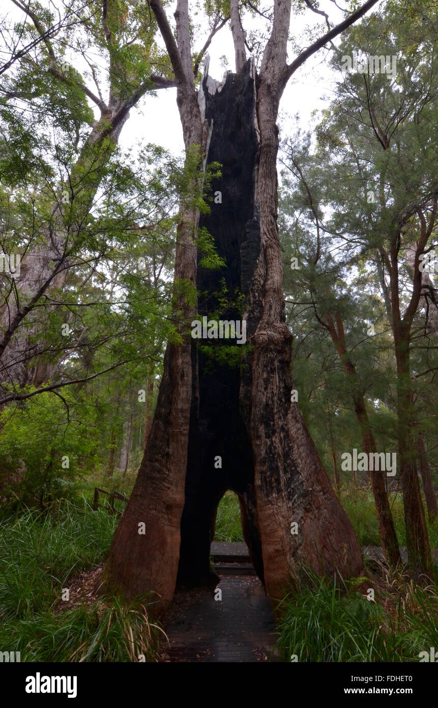 Split tingle tree trunk with a walkway of the 'Ancient Empire' walk at