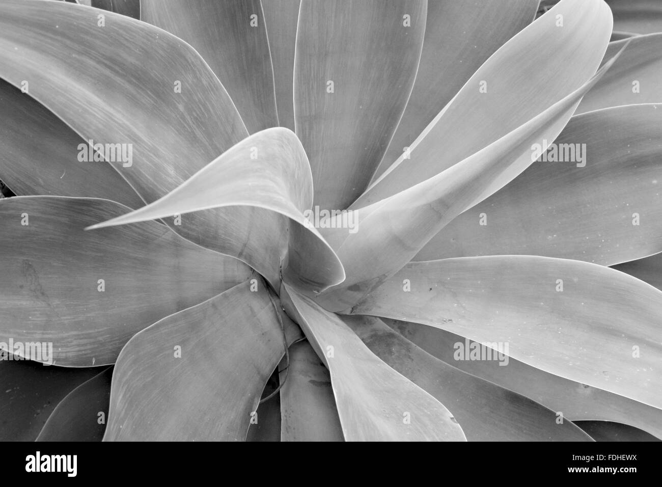 Agave plant in gardens Black and White Stock Photos & Images Alamy