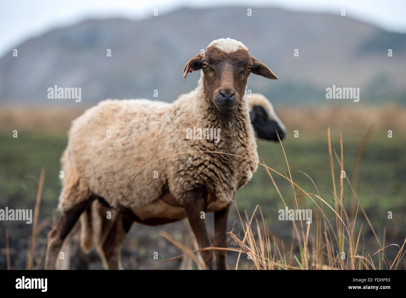 Sheep grazing in the Hhohho region of Swaziland, Africa. Stock Photo