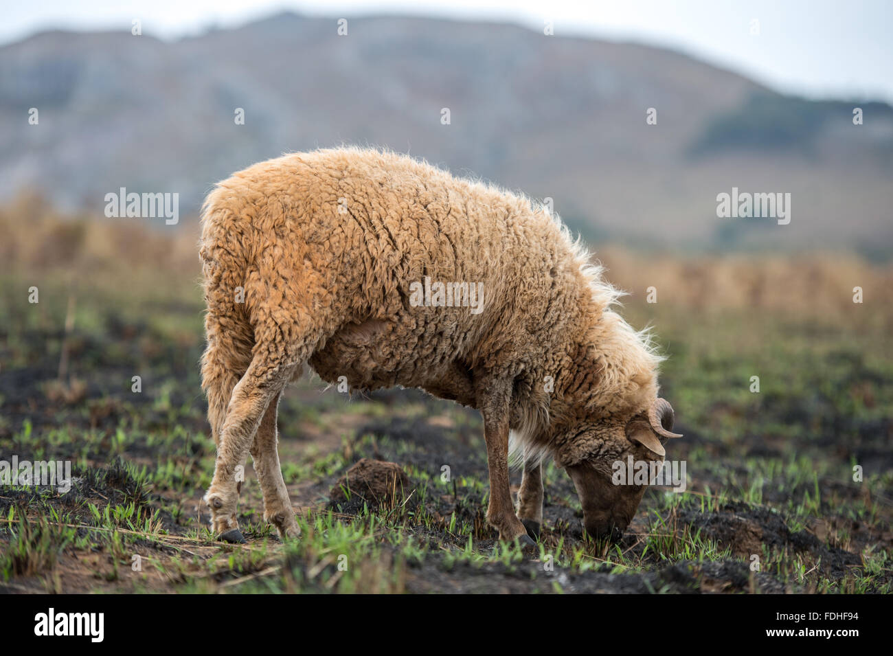 Sheep grazing in the Hhohho region of Swaziland, Africa. Stock Photo