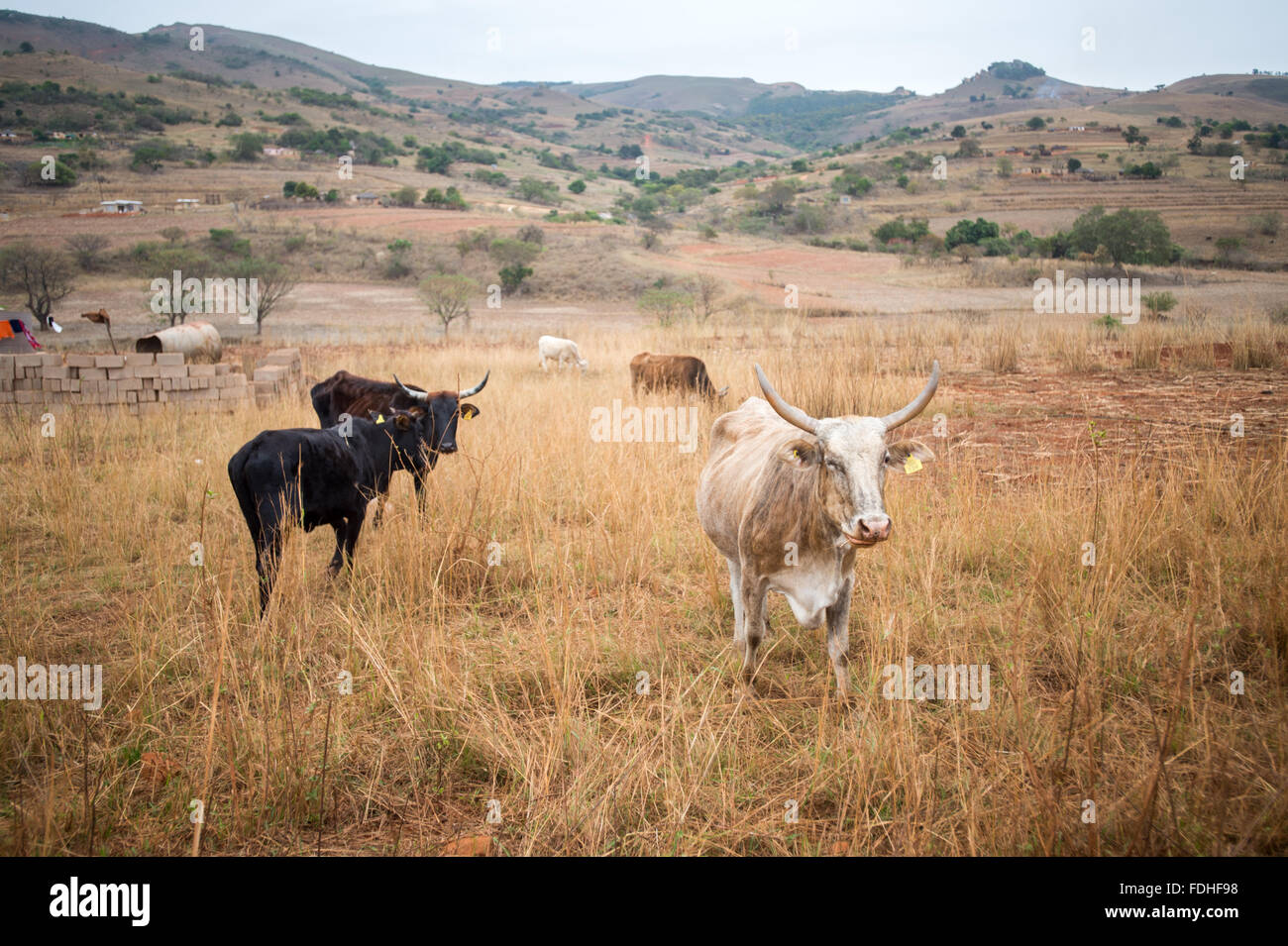 Cattle grazing on a farm in the Hhohho region of Swaziland, Africa. Stock Photo