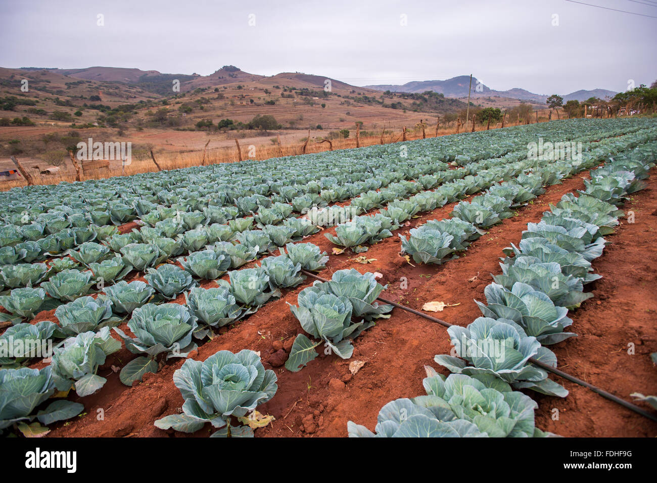 Cabbage patch in the Hhohho region of Swaziland, Africa. Stock Photo