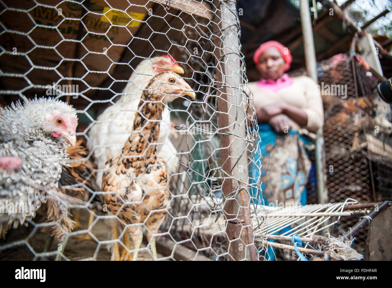 Chickens in cages for sale at the Manzini Wholesale Produce and Craft