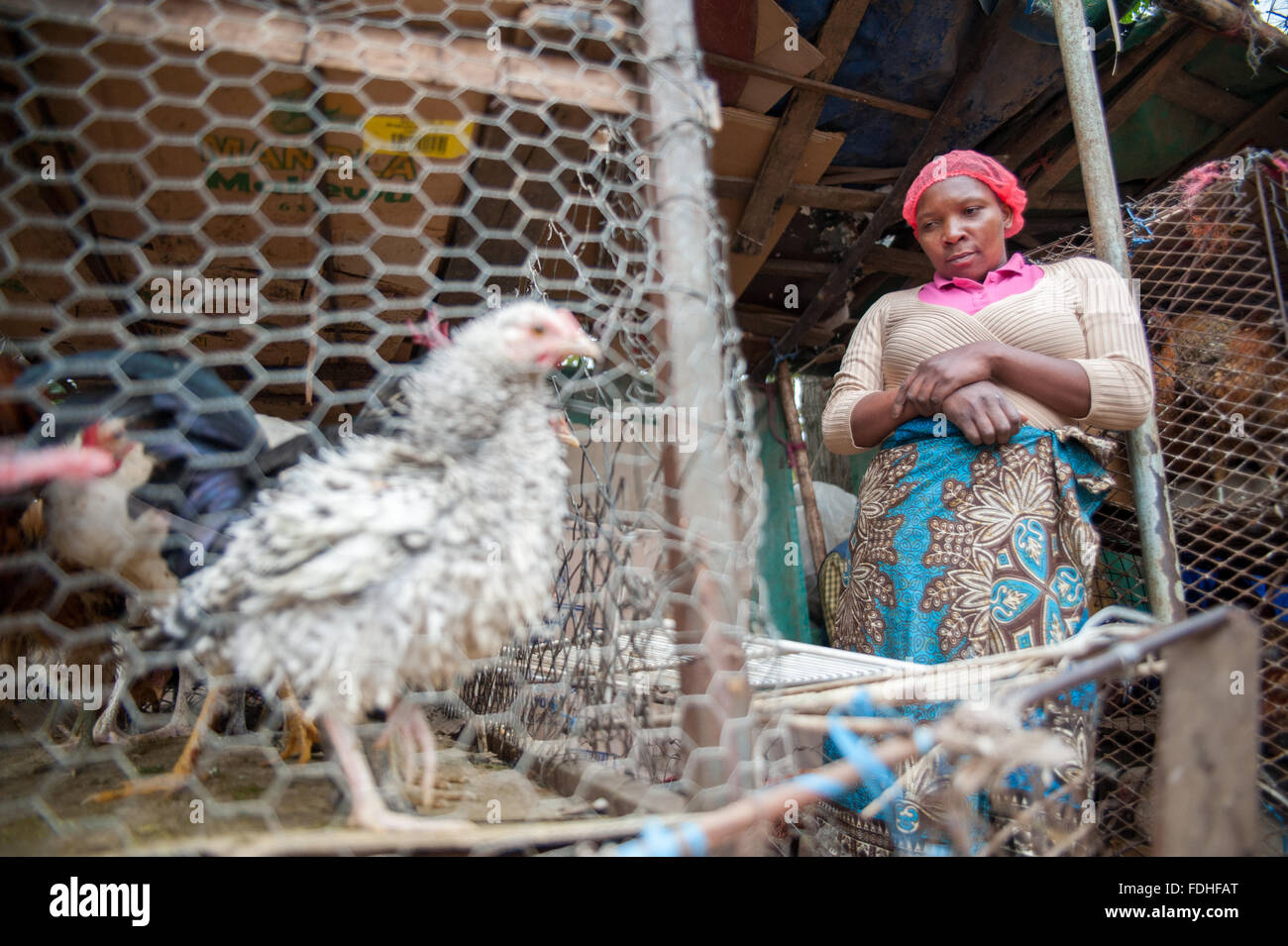 Woman selling chickens at the Manzini Wholesale Produce and Craft Market in Swaziland, Africa Stock Photo