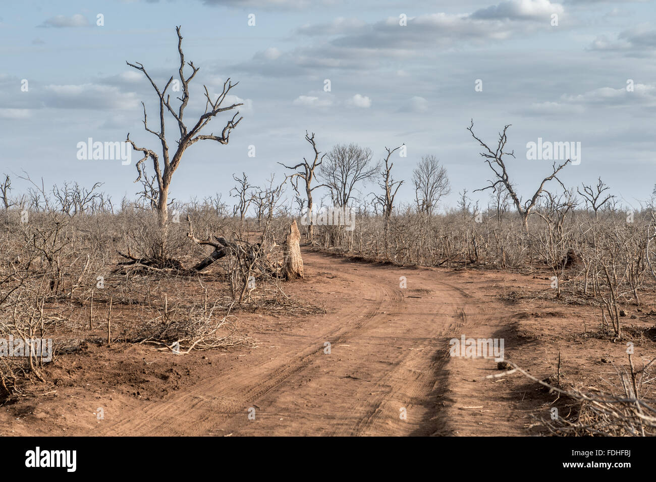 Dead trees in Hlane Park, Swaziland, Africa. Stock Photo