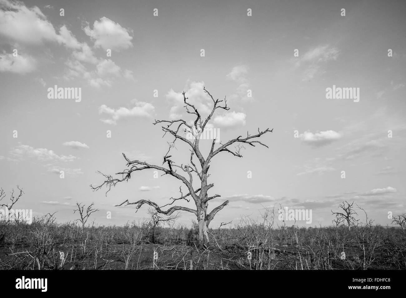 Dead trees in Hlane Park, Swaziland, Africa. Stock Photo