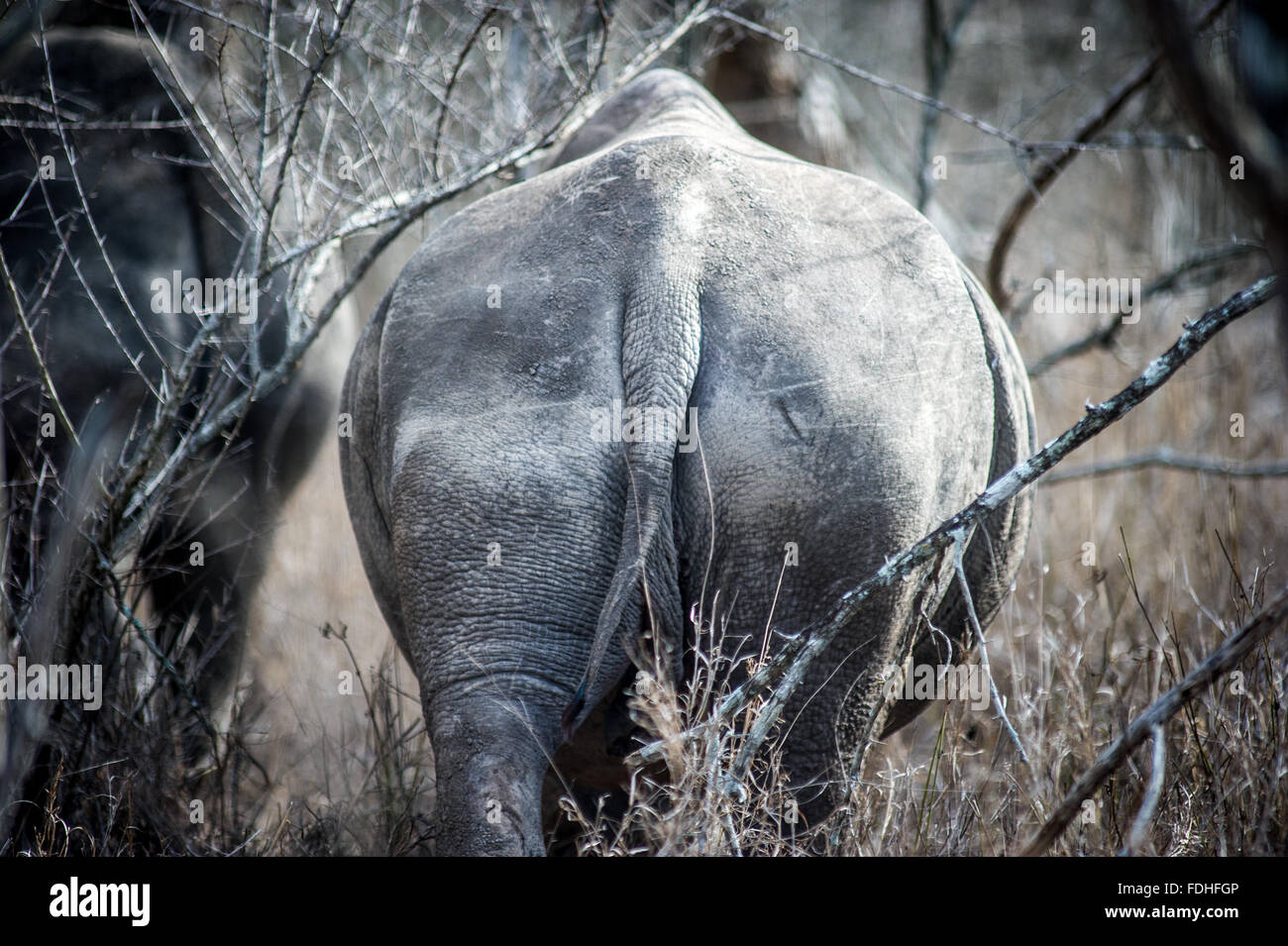 Back Side of a Rhinoceros (Rhinocerotidae) at Hlane Royal Game Preserve, Swaziland, Africa. Stock Photo