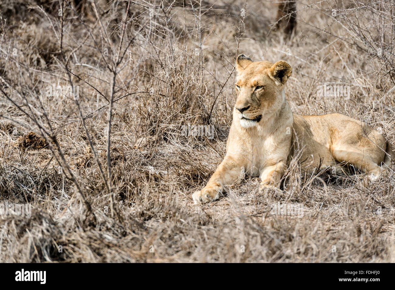 Female lion (Panthera leo) at Hlane Royal Game Preserve, Swaziland, Africa. Stock Photo