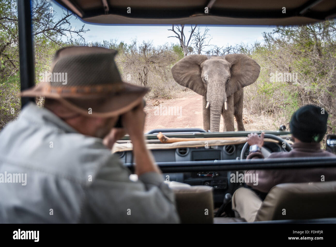 Tourist photographing and African Elephant (Loxodonta) from a truck at Hlane Royal Game Preserve, Swaziland, Africa. Stock Photo