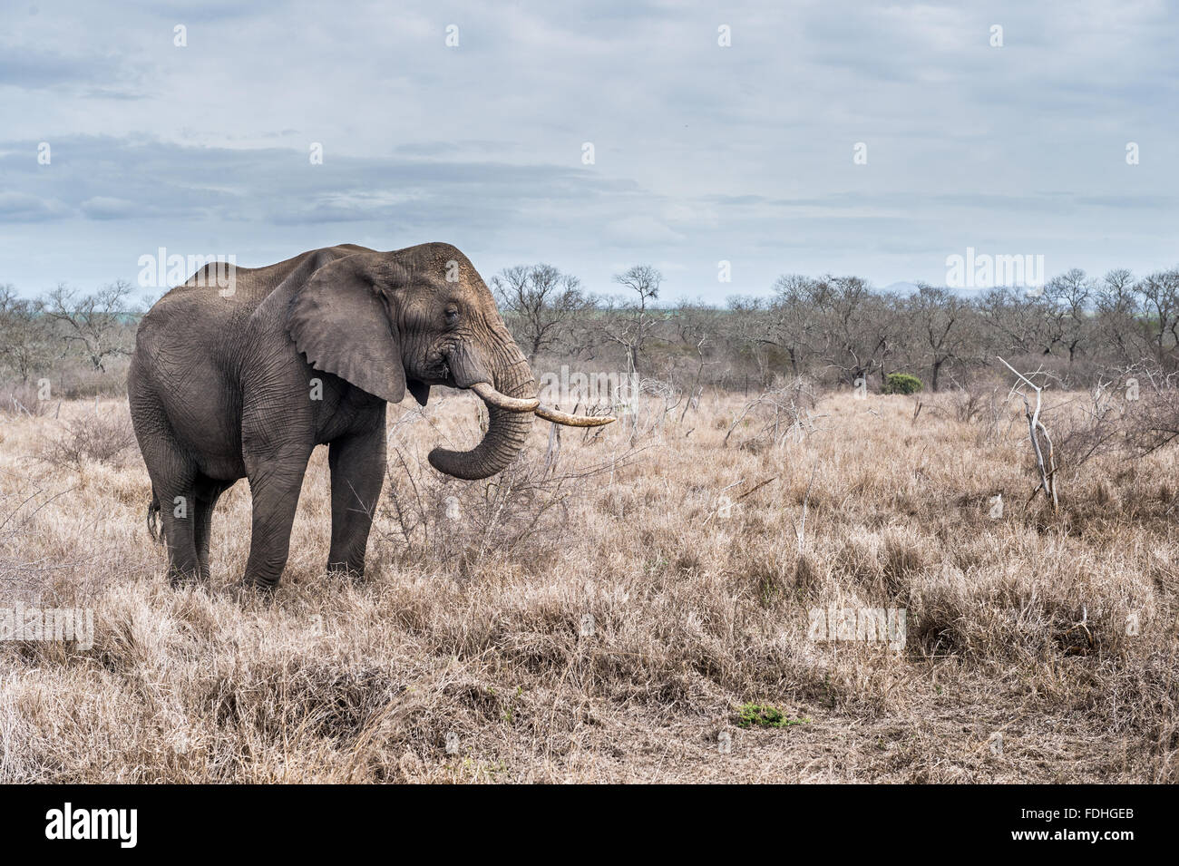 Dead elephant africa hi-res stock photography and images - Alamy
