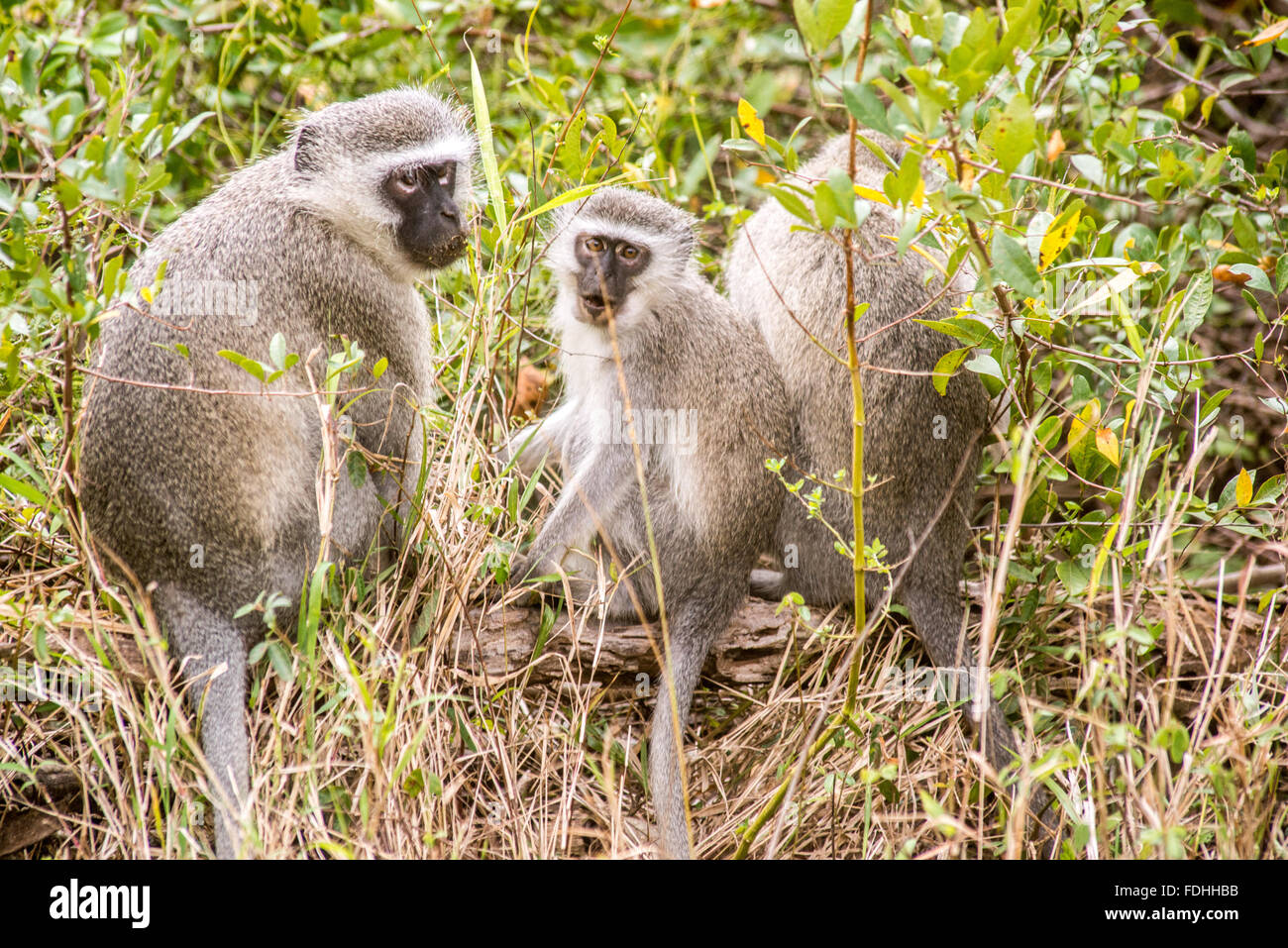 Vervet monkeys (Chlorocebus pygerythrus) sitting in Saint Lucia, Kwazulu-Natal, South Africa - iSimangaliso Wetland Park Stock Photo