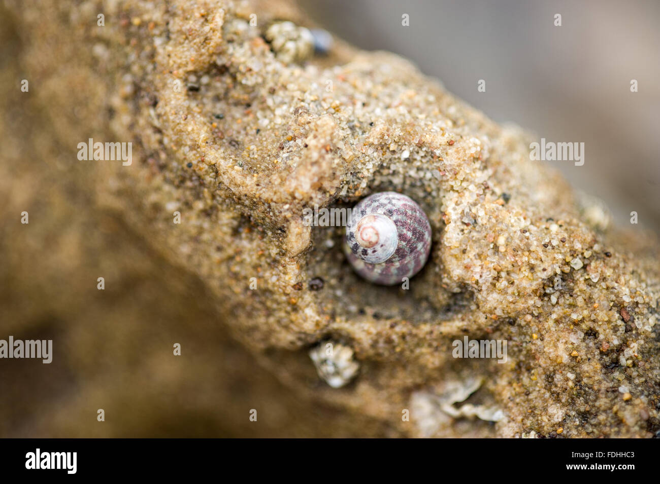 Common Periwinkle (Littorina littorea) in the sand in Saint Lucia, Kwazulu-Natal, South Africa - iSimangaliso Wetland Park Stock Photo