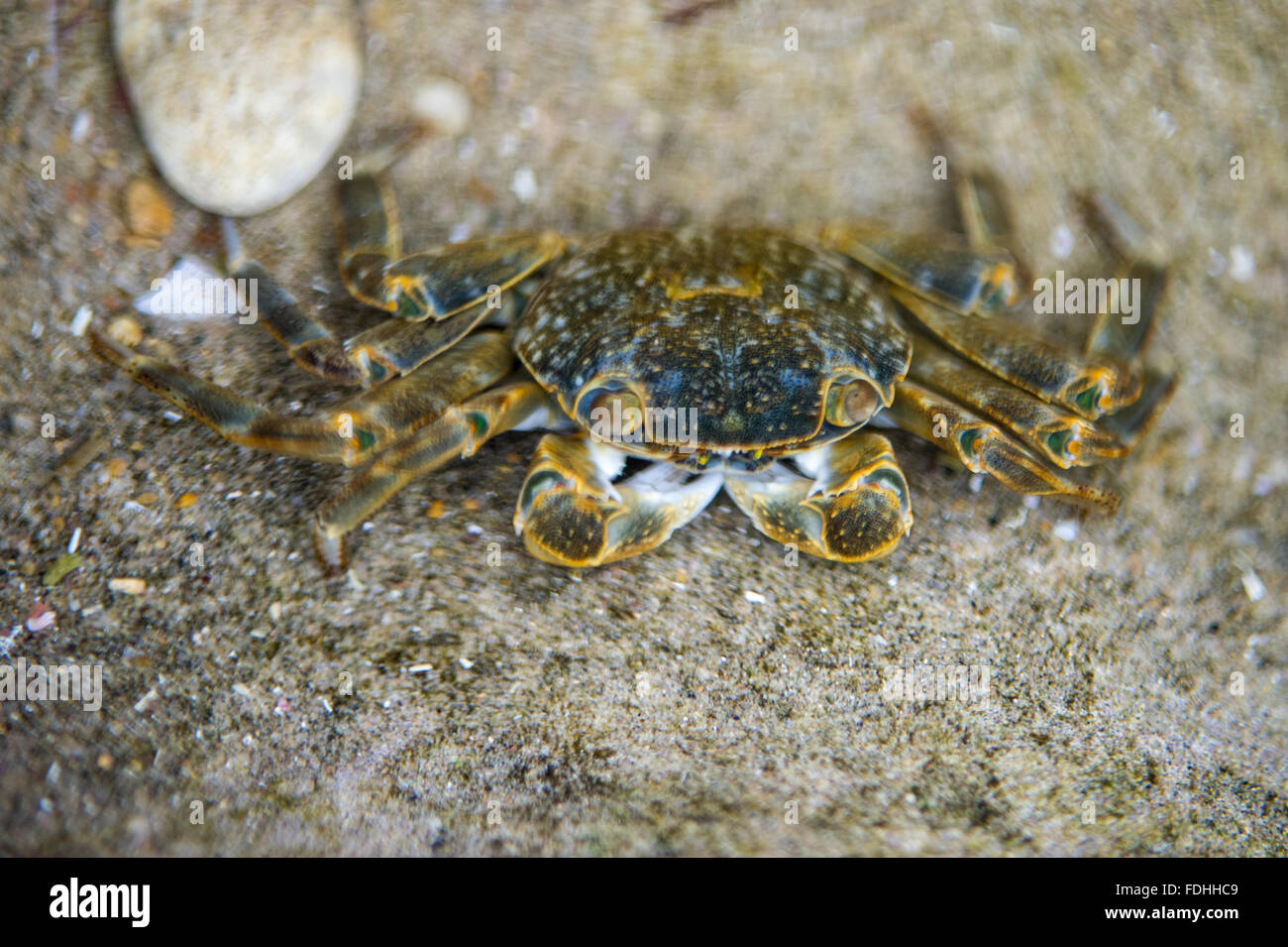 Crab underwater hi-res stock photography and images - Alamy