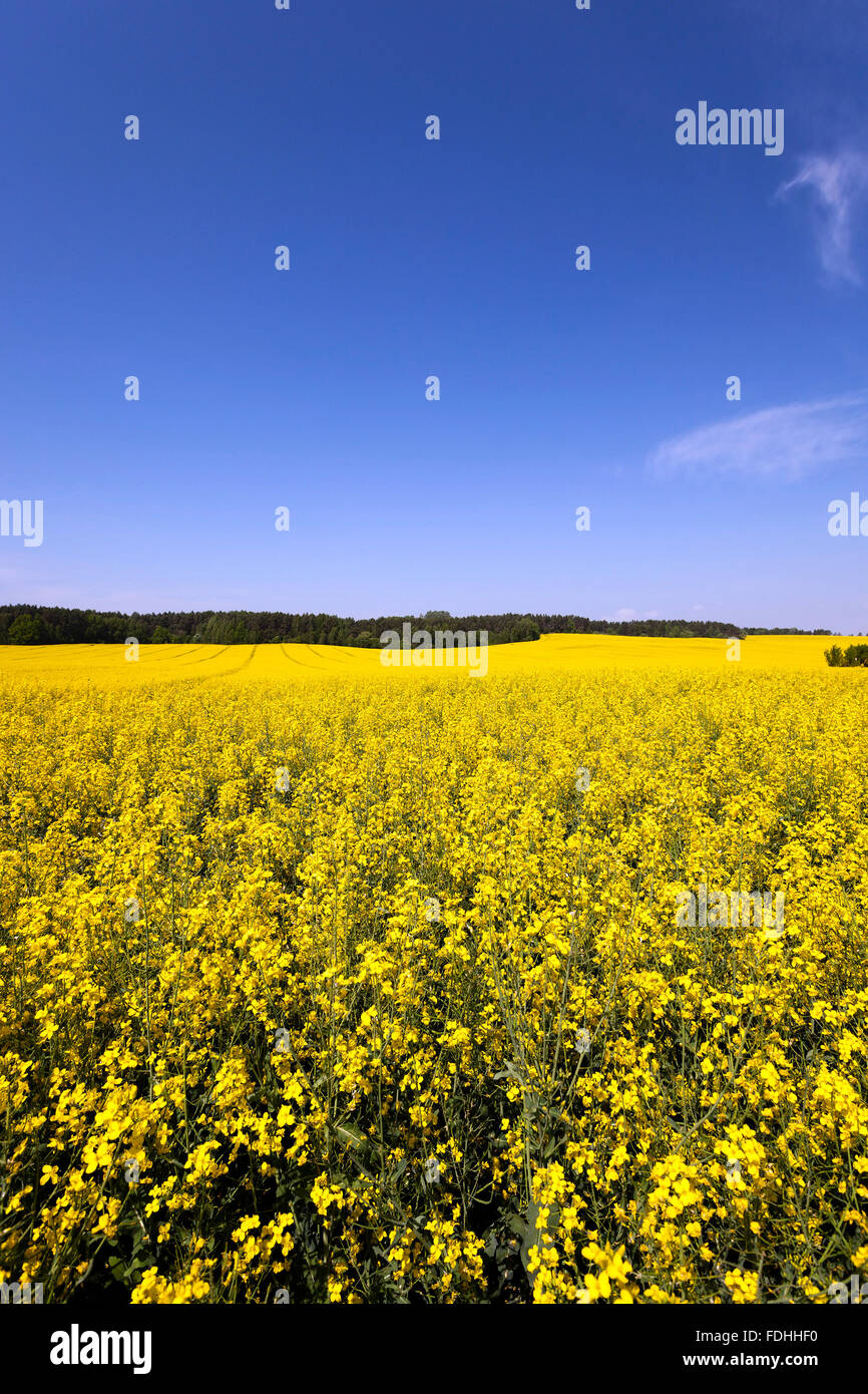 Rape field . Blue sky Stock Photo - Alamy