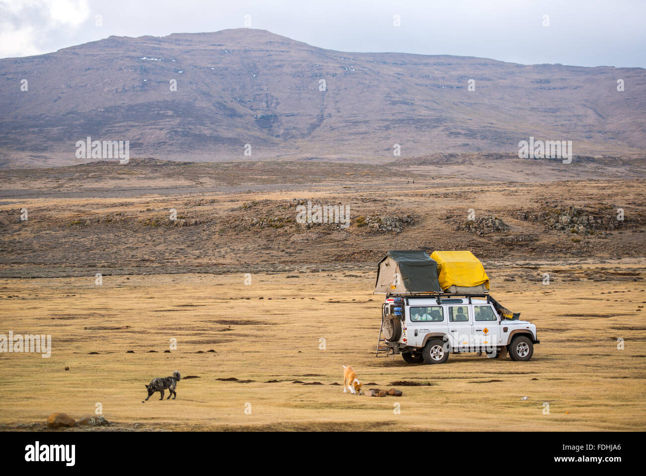 Land Rover Defender parked with tents set up for camping with 2 dogs running around in Sani Pass, Lesotho, Africa. Stock Photo